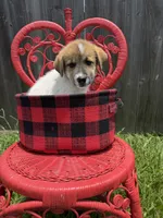 Stormy, a male Great Pyrenees and Siberian Husky for sale in Edna, TX – 1 of 10