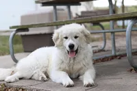 Yellow Girl, a  German Shepherd Dog and Great Pyrenees for sale in Edna, TX – Photo 1 of 4