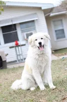 Yellow Girl, a  German Shepherd Dog and Great Pyrenees for sale in Edna, TX – Photo 2 of 4