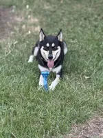 Yellow Girl, a  German Shepherd Dog and Great Pyrenees for sale in Edna, TX – Photo 3 of 4
