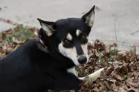Yellow Girl, a  German Shepherd Dog and Great Pyrenees for sale in Edna, TX – Photo 4 of 4