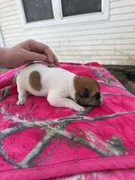 Brown and white boy, a male Great Pyrenees and Siberian Husky for sale in Edna, TX – 6 of 7
