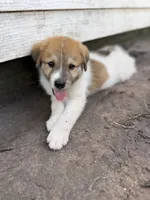 Ranger , a male Great Pyrenees and Siberian Husky for sale in Edna, TX – 6 of 10