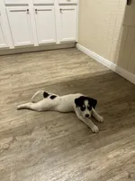 Spotz, a female Great Pyrenees and Siberian Husky for sale in Edna, TX – 2 of 9
