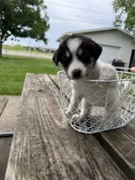 Black and white girl, a female Great Pyrenees and Siberian Husky for sale in Edna, TX – 8 of 8