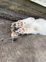 Stormy, a male Great Pyrenees and Siberian Husky for sale in Edna, TX – 4 of 10