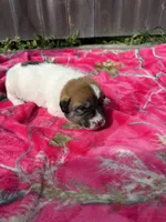 Tricolored boy, a male Great Pyrenees and Siberian Husky for sale in Edna, TX – 8 of 9