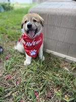 Ranger , a male Great Pyrenees and Siberian Husky for sale in Edna, TX – 2 of 10