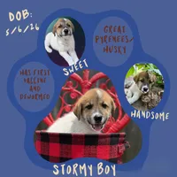 Stormy, a male Great Pyrenees and Siberian Husky for sale in Edna, TX – 2 of 10