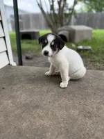 Black and white girl, a female Great Pyrenees and Siberian Husky for sale in Edna, TX – 5 of 8