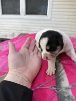Black and white girl, a female Great Pyrenees and Siberian Husky for sale in Edna, TX – 6 of 6