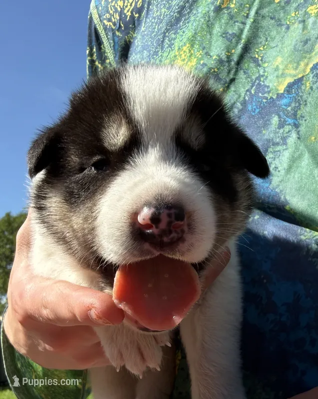 Black and white girl – Great Pyrenees, Siberian Husky puppy for sale in Edna, TX