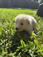White tan girl, a female Great Pyrenees and Siberian Husky for sale in Edna, TX – 5 of 8