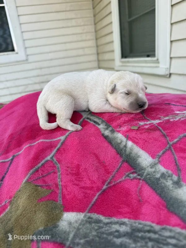 White tan girl – Great Pyrenees, Siberian Husky puppy for sale in Edna, TX