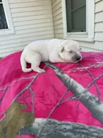 White tan girl, a female Great Pyrenees and Siberian Husky for sale in Edna, TX – 1 of 6