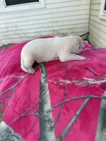 White tan girl, a female Great Pyrenees and Siberian Husky for sale in Edna, TX – 3 of 6