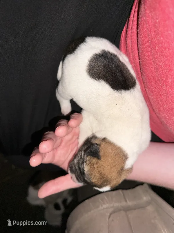 Tricolored boy – Great Pyrenees, Siberian Husky puppy for sale in Edna, TX