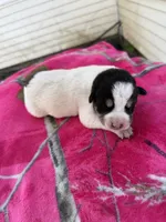 Black and white girl, a female Great Pyrenees and Siberian Husky for sale in Edna, TX – 1 of 6