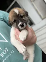 Tricolored boy, a male Great Pyrenees and Siberian Husky for sale in Edna, TX – 6 of 9