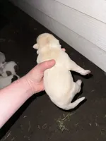 White tan girl, a female Great Pyrenees and Siberian Husky for sale in Edna, TX – 5 of 6