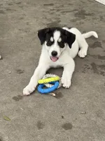Spotz, a female Great Pyrenees and Siberian Husky for sale in Edna, TX – 2 of 10