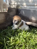 Brown and white boy, a male Great Pyrenees and Siberian Husky for sale in Edna, TX – 3 of 5