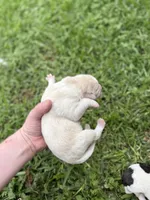 White tan girl, a female Great Pyrenees and Siberian Husky for sale in Edna, TX – 4 of 6