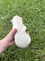 White girl, a female Great Pyrenees and Siberian Husky for sale in Edna, TX – 1 of 4