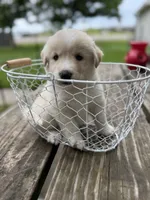 White tan girl, a female Great Pyrenees and Siberian Husky for sale in Edna, TX – 6 of 8