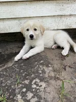 Honey , a female Great Pyrenees and Siberian Husky for sale in Edna, TX – 8 of 10
