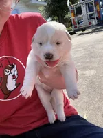 White tan girl, a female Great Pyrenees and Siberian Husky for sale in Edna, TX – 4 of 8