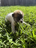 Tricolored boy, a male Great Pyrenees and Siberian Husky for sale in Edna, TX – 5 of 9