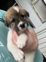 Tricolored boy, a male Great Pyrenees and Siberian Husky for sale in Edna, TX – 2 of 9