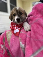 Stormy, a male Great Pyrenees and Siberian Husky for sale in Edna, TX – 10 of 10