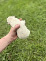 White tan girl, a female Great Pyrenees and Siberian Husky for sale in Edna, TX – 2 of 6