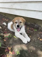 Ranger , a male Great Pyrenees and Siberian Husky for sale in Edna, TX – 4 of 10
