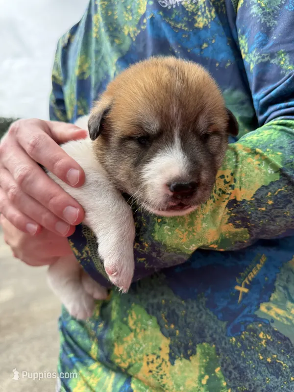 Brown and white boy – Great Pyrenees, Siberian Husky puppy for sale in Edna, TX