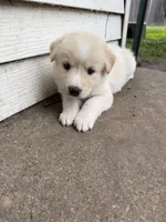 White tan girl, a female Great Pyrenees and Siberian Husky for sale in Edna, TX – 7 of 8