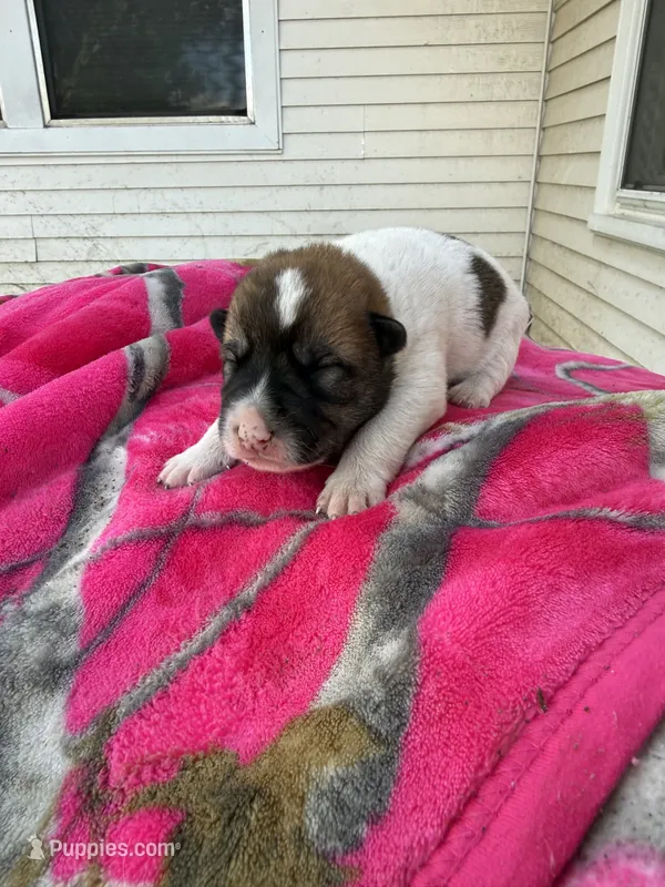 Tricolored boy – Great Pyrenees, Siberian Husky puppy for sale in Edna, TX