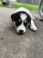 Black and white girl, a female Great Pyrenees and Siberian Husky for sale in Edna, TX – 4 of 8