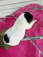 Black and white girl, a female Great Pyrenees and Siberian Husky for sale in Edna, TX – 5 of 6