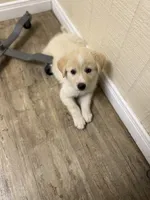 Honey , a female Great Pyrenees and Siberian Husky for sale in Edna, TX – 4 of 10