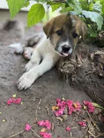 Stormy, a male Great Pyrenees and Siberian Husky for sale in Edna, TX – 9 of 10