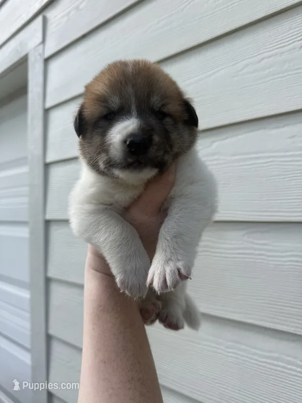 Brown and white boy – Great Pyrenees, Siberian Husky puppy for sale in Edna, TX