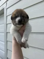 Brown and white boy, a male Great Pyrenees and Siberian Husky for sale in Edna, TX – 1 of 5