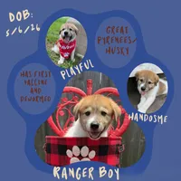 Ranger , a male Great Pyrenees and Siberian Husky for sale in Edna, TX – 3 of 10