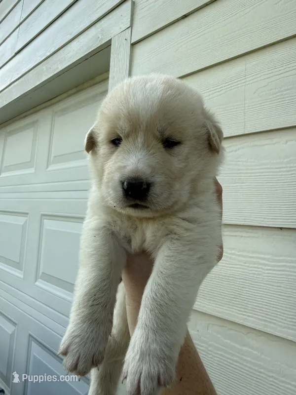 White tan girl – Great Pyrenees, Siberian Husky puppy for sale in Edna, TX