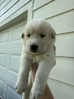 White tan girl, a female Great Pyrenees and Siberian Husky for sale in Edna, TX – 1 of 8