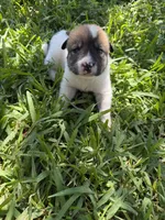 Tricolored boy, a male Great Pyrenees and Siberian Husky for sale in Edna, TX – 7 of 9