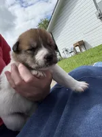 Brown and white boy, a male Great Pyrenees and Siberian Husky for sale in Edna, TX – 4 of 5